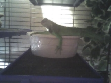 Lounge Lizard