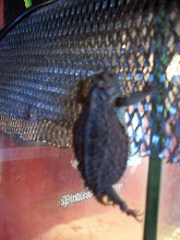 horny horny toad
