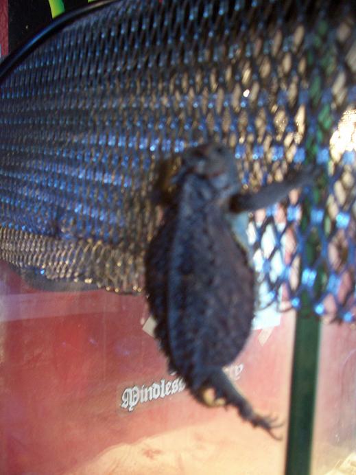 horny horny toad