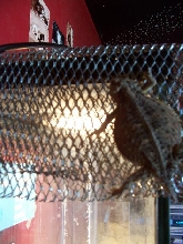 spider-toad