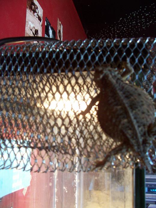 spider-toad