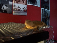 toad
