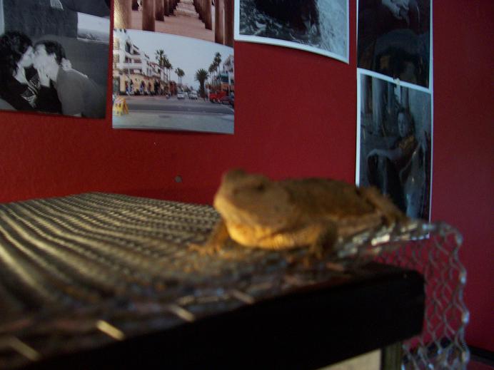 toad