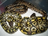 2mojave's and a cinnamon
