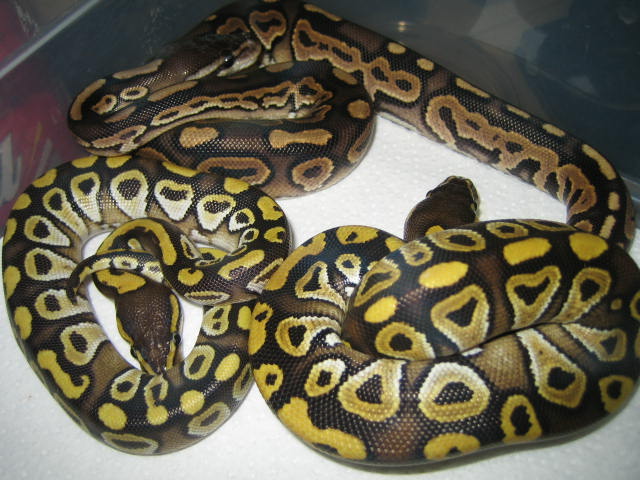 2mojave's and a cinnamon