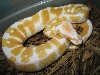 05 Male albino