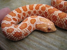 Albino Hognose male