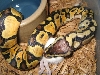 Male baby from pastelXpastel