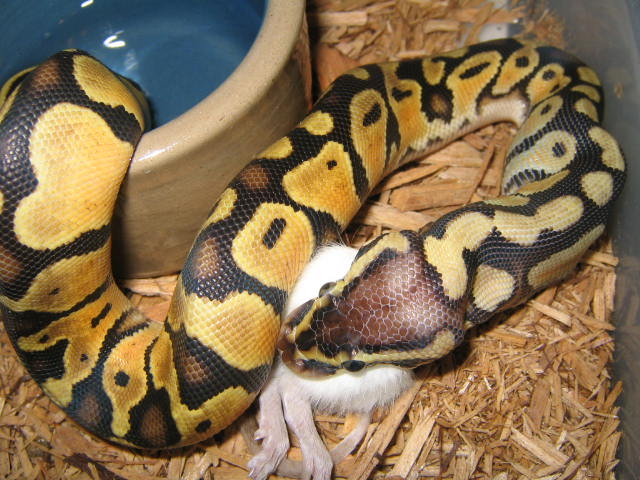 Male baby from pastelXpastel