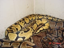 Bell pastel breeding