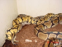 Bell line pastel breeding