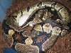 laying eggs Bigfemale