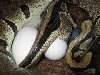 Layingeggs 2 out big female