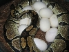 Bigfemale12eggsBredPastel