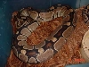 Another Gravid BIG female