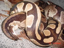 Breeding ballpythons