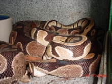 Light male breeding