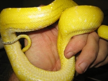 Canary Weird white spot on side