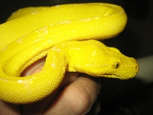 Canary Gtp female 41 inches