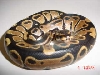 Captive born Unusual Face Female
