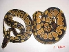 Captive Born Unusual faces sibs Pair