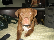 Chico Red nose Pit Bull