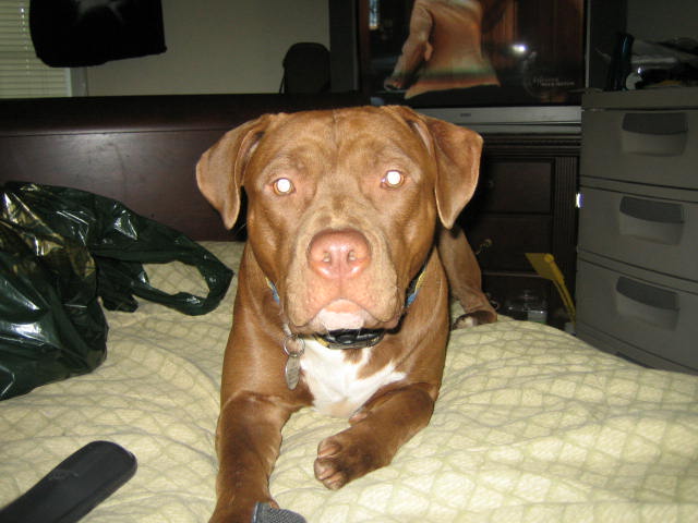 Chico Red nose Pit Bull