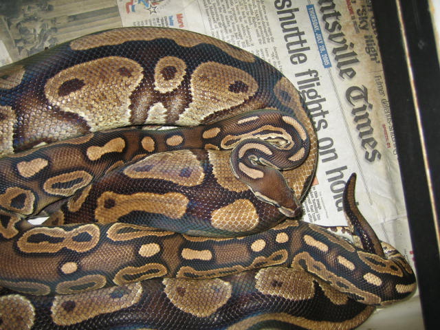 Cinnamon Breeding poss Cinn
