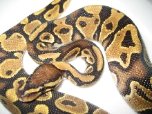 Cinnamon Sibling