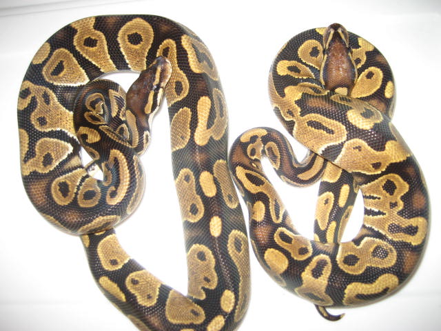 Cinnamon Sibling Pair of males