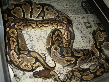 CinnyXlabby