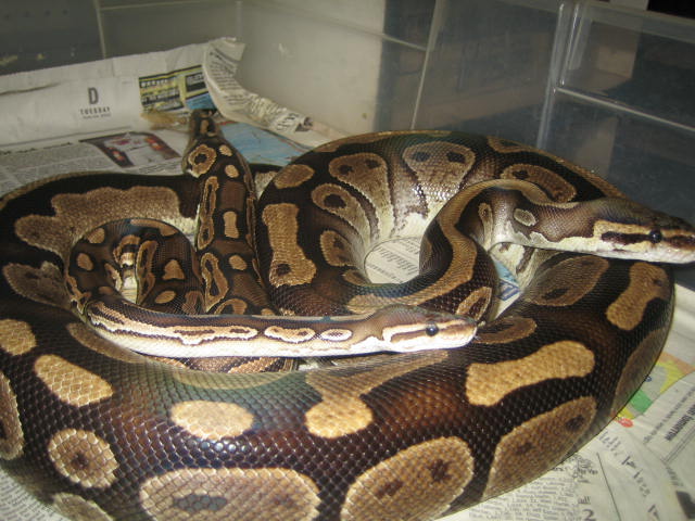 Cinnamon with Poss Cinnamon ??