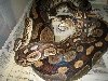 Cinnamon breeding 1-8-06