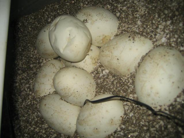 Eggs 2-26-06 on 3-22-06