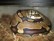 Eggs 2-26-06