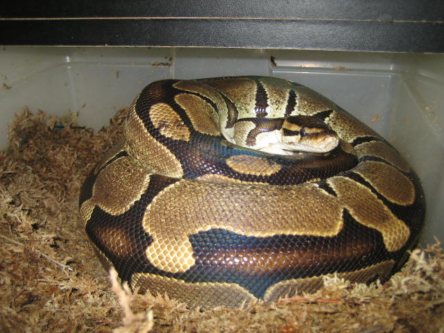 Eggs 2-26-06