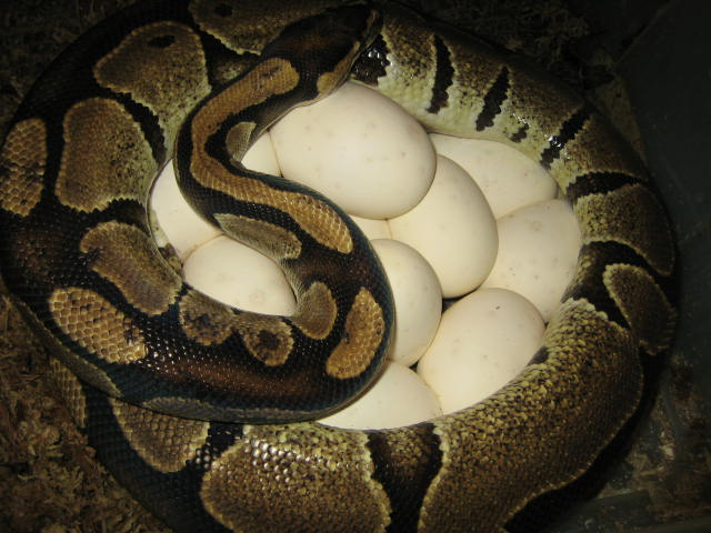 eggs 2-26-06.. 11 eggs