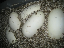 Eggs 3-21-06