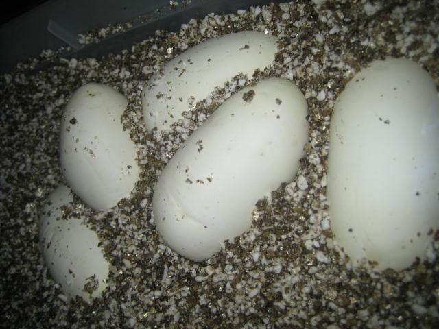 Eggs 3-21-06