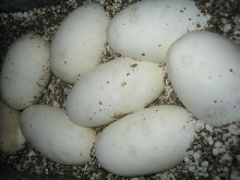 Eggs 3-22-06