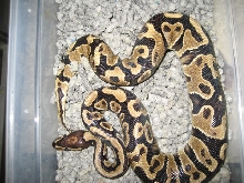 labby YB female