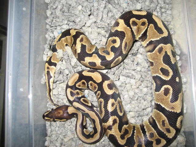 labby YB female