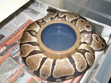 Female wraping water bowl