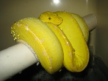 Canary GTPs 41inches long
