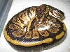 granite striped