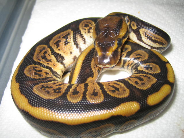 granite striped