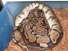 Gravid balls bred with Pastels