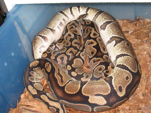 Gravid balls bred with Pastels