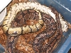 Another gravid photo