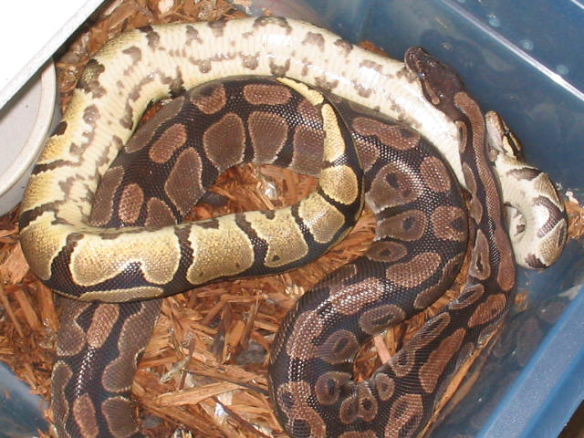 Another gravid photo